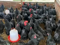 Australorp — sawirka 7