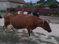 Krowa, Simmental cattle — zdjęcie 3