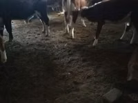 Bovins (lot, sexe non indiqué), Vache kazakhe à tête blanche — photo 6