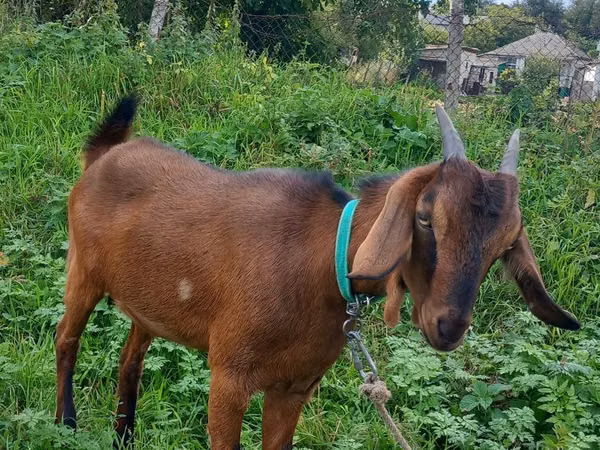 Goat, Nubian Goat — Moldova