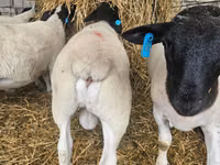 Ovan, Dorper sheep — fotografija 2