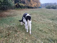 Vacă, Bovine — foto 3