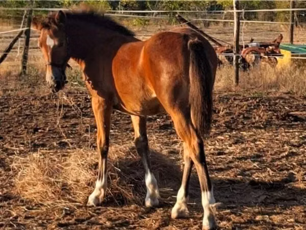 Mare, Haflinger