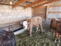 ወንድ በሬ, Simmental cattle — ፎቶ 3