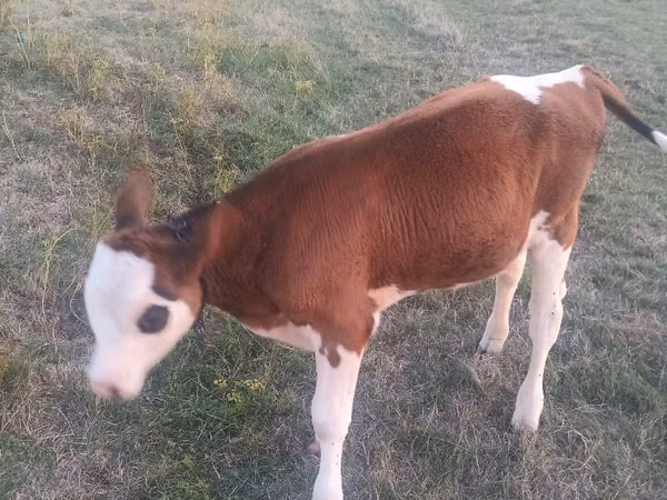 Bull, Cattle — Moldova