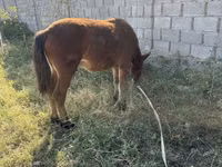 Kuda betina, Horses — foto 5
