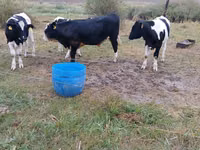 公牛, Holstein breed — 照片 4