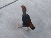 Chickens — foto 4