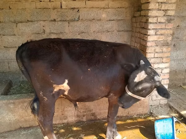 Bull, Cattle — Uzbekistan