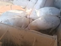 سؤر, سور — تصویر 2