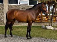 Cavallo, Karachay horse — foto 1