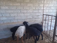 Sheep, Sheep — photo 2