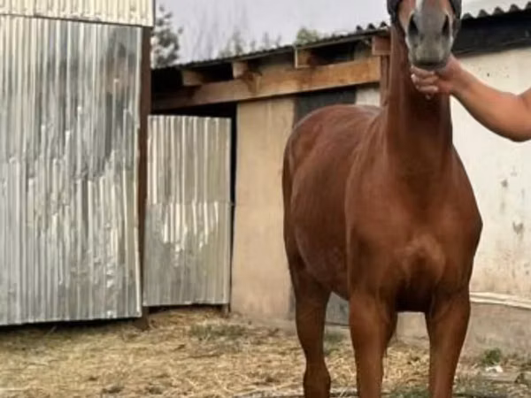 Klisna, Anglo-Arabian