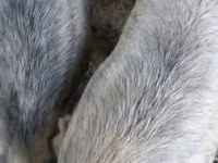 خوک ماده — عکس 3