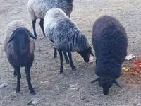 Sheep, Karakul sheep — photo 3