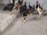 Chickens — عکس 3