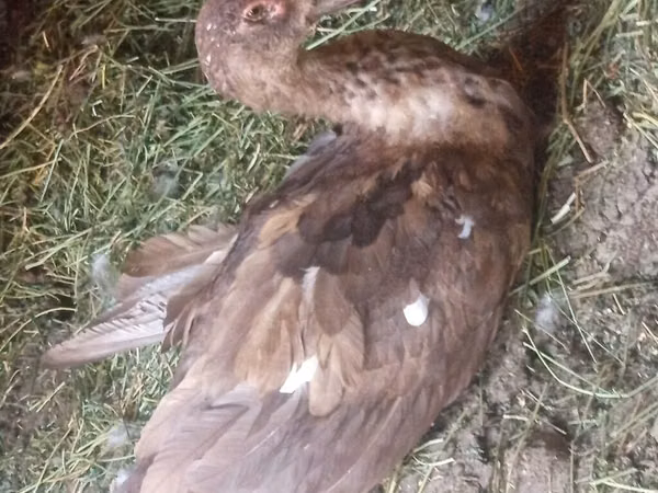 ডোমেস্টিক মস্কোভি — কিরগিজিস্তান