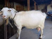 Echki, Saanen goat — 7-rasm