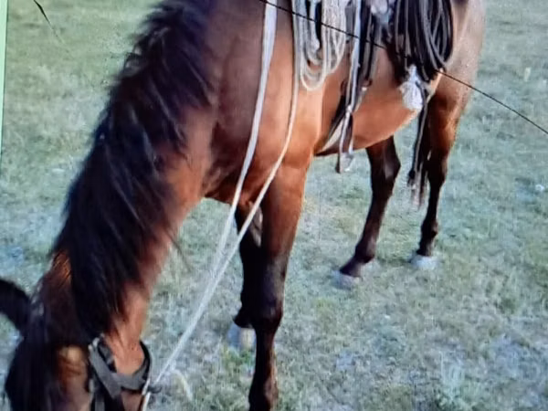 Horse (M), Horses — Kazakhstan