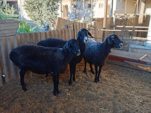 Sheep, Sheep