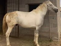 Ձի, Kazakh horse — լուսանկար 1