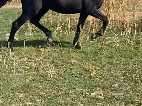Sto, Hästar