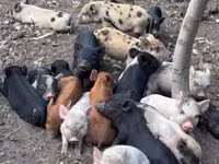 Schweine (Partie, Geschlecht nicht angegeben), Schweine — Foto 2