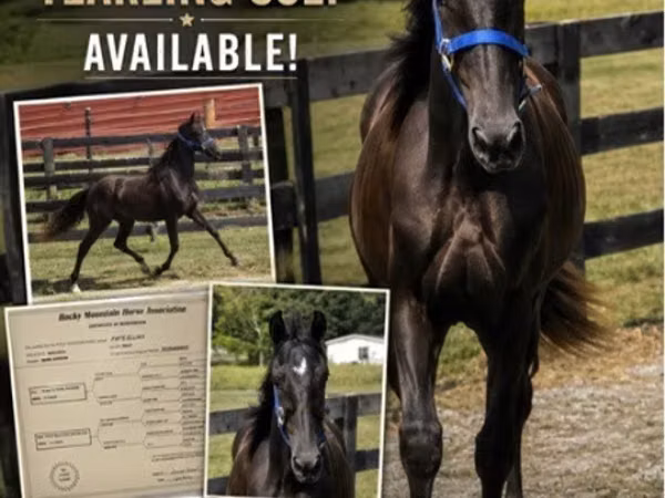 اسب نر, Rocky Mountain Horse