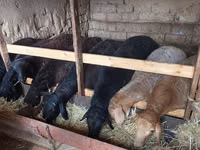 Kambing jantan, Sheep — foto 1