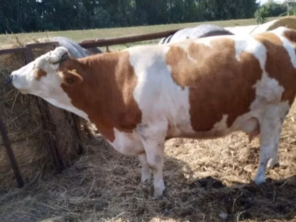 Cow, Simmental cattle — Hungary