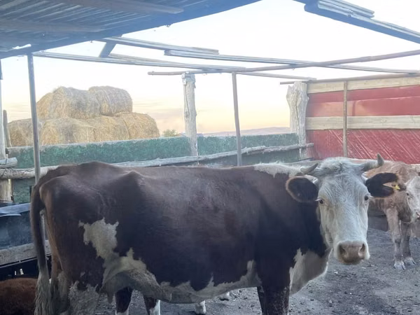 گاو ماده, Simmental cattle