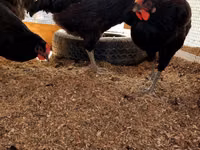 Chickens — sawirka 3