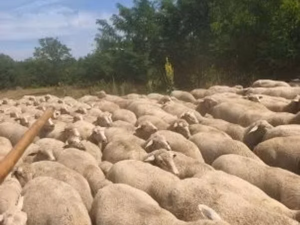 میش, Merino sheep — مجارستان
