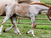 Horse (M), Quarter Horse — photo 6