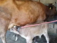 गाय, Red Estonian cattle — फ़ोटो 4