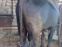 Bull, Cattle — photo 3