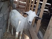 Ziegenbock, Ziegen — Foto 3
