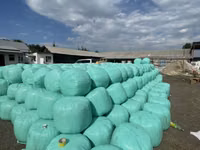Продаю силос по срочной цене 6.5 сом есть 20.000 тон — ፎቶ 1