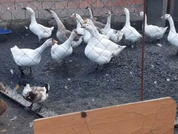 Geese