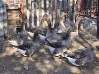 Geese — zdjęcie 1