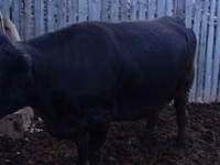 Cow, Swiss cattle — photo 4