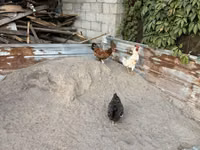 Chickens — ছবি 1