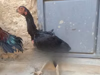 Chickens — Foto 3