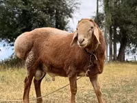 Ram, Arashan sheep — photo 1