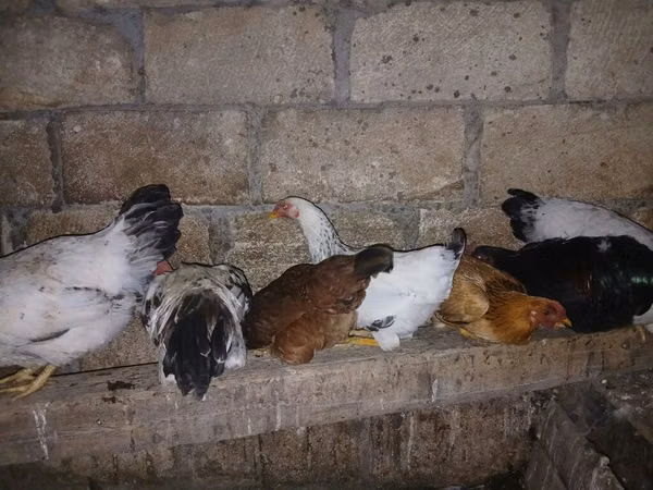 Chickens — Азербайджан