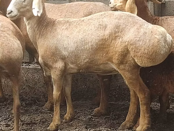 Sheep, Arashan sheep — Kyrgyzstan