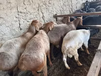 Sheep (batch, sex not specified), Sheep — photo 2