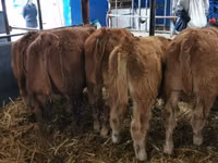 Toro, Mucca limousine — foto 3