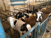 Bou, Rasa Holstein — foto 5