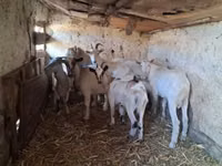 Koza, Kozy — foto 3